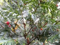 041-A natureza faz crescer arvores de Natal - ja enfeitadas