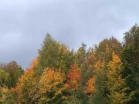 001-As cores do outono nas folhas