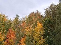 002-Folhas que de longe pareciam flores