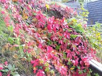 040-Wart Berg - Du sollst mir eine Burg tragen