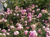 007-Flores por toda a parte