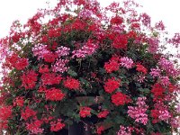 008-Geranios na luminaria da Praca