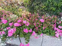 009-Geranius incansaveis