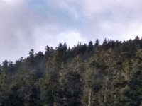 002-Um pouco da Floresta Negra