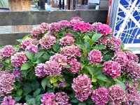 003-As hortensias estao la tambem