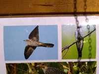 021-Imagem do passaro Cuco que da o nome e empresta seu canto ao relogio