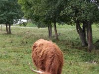 027-O gado criado na fazenda