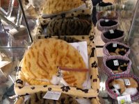 034-Eu quiz gatos pequenos mas so havia caes