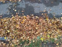 045-As folhas do outono