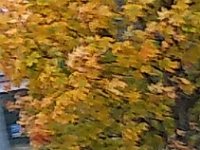 002-As cores do outono