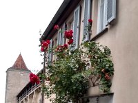 005-Diferente de outras partes da Alemanha - a bebida de destaque em Rothenburg e o vinho